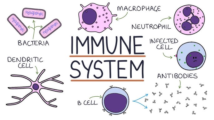 Immune system